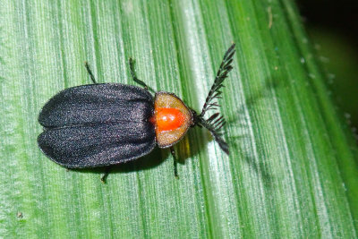 Beetle sp.