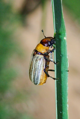 Beetle sp.