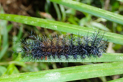 Caterpillar sp.