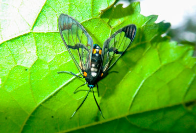 Clearwing moth sp.