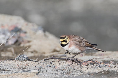 Horned Lark (Eremophila alpestris flava)