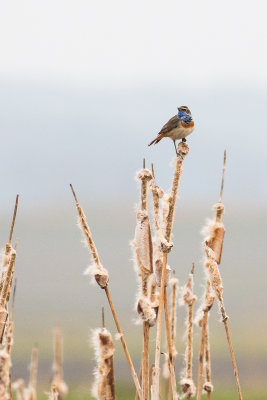 White-starred Bluethroat (Luscinia svecica cyanecula)