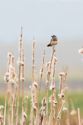 White-starred Bluethroat (Luscinia svecica cyanecula)