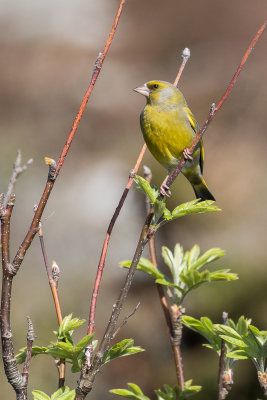 European Greenfinch   Chloris chloris