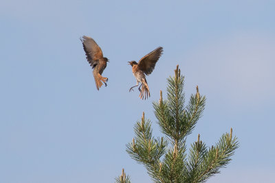 Naumann's Thrush (Turdus naumanni)