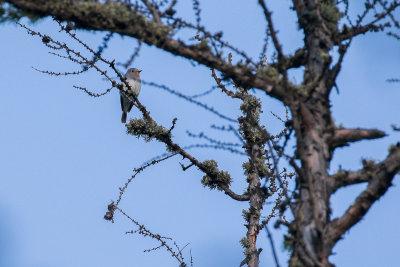 Taiga Flycatcher (Ficedula albicilla)