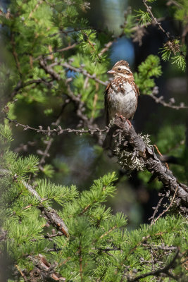 Rustic Bunting (Emberiza rustica)