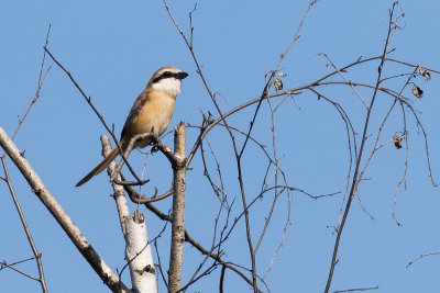 Brown Shrike (Lanius cristatus cristatus)