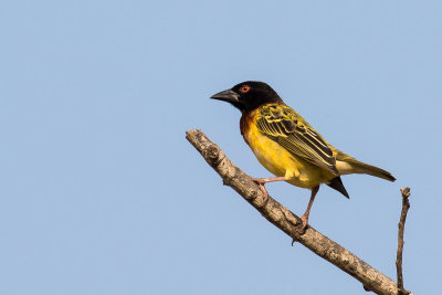 Village Weaver (Ploceus cucullatus)