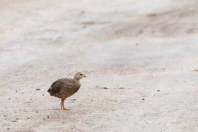 Grey-striped Spurfowl (Pternistis griseostriatus)