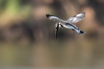 Pied Kingfisher (Ceryle rudis rudis)