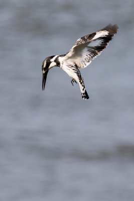 Pied Kingfisher (Ceryle rudis rudis)