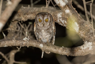 African Scops Owl (Otus senegalensis senegalensis)