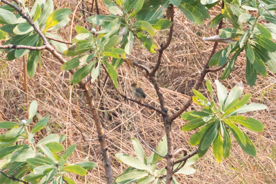 Huambo Cisticola (Cisticola bailunduensis)
