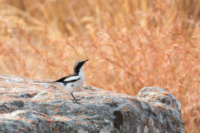 Angolan Cave Chat (Cossypha ansorgei)