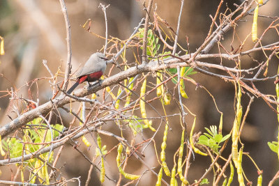 Cinderella Waxbill (Estrilda thomensis)