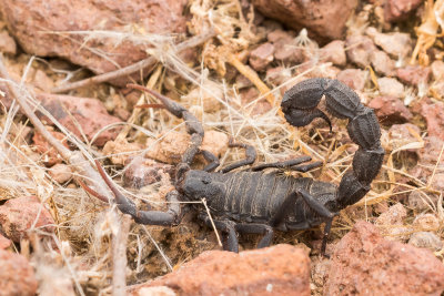 Black Hairy Thick Tailed Scorpion (Parabuthus villosus)
