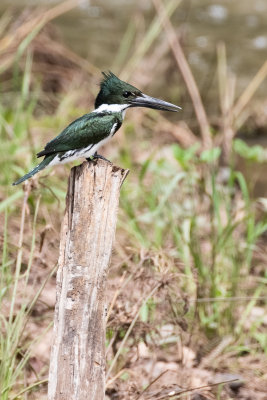 Amazon Kingfisher (Chloroceryle amazona)