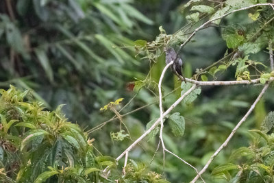 Blackish Pewee (Contopus nigrescens canescens)