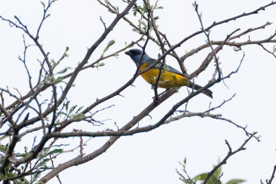 Blue-and-yellow Tanager (Thraupis bonariensis darwinii)
