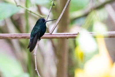 Blue-fronted Lancebill (Doryfera johannae johannae)