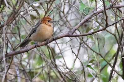 Buff-bellied Tanager (Thlypopsis inornata)