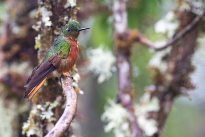 Chestnut-breasted Coronet (Boissonneaua matthewsii)