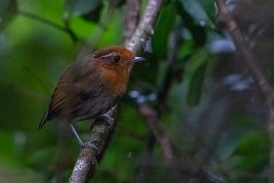 Chestnut-crowned Gnateater (Conopophaga castaneiceps chapmani)