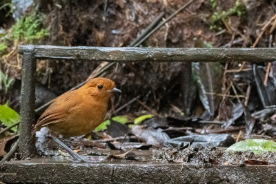 Chestnut Antpitta (Grallaria blakei)