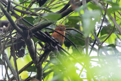 Chestnut-throated Spinetail (Chestnut-throated Spinetail)