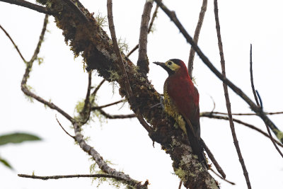 Crimson-mantled Woodpecker (Colaptes rivolii brevirostris)