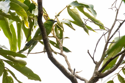 Dotted Tanager (Tangara varia)