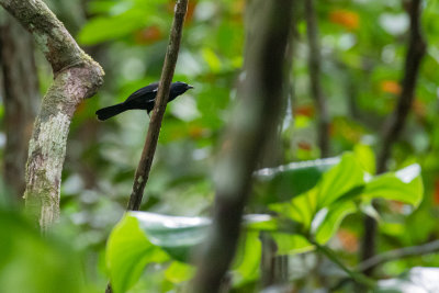 Fulvous-crested Tanager (Tachyphonus surinamus brevipes)