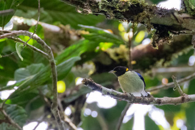 Golden-collared Honeycreeper (Iridophanes pulcherrimus pulcherrimus)