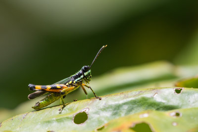 Grasshopper sp.