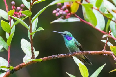 Lesser Violetear (Colibri cyanotus crissalis)