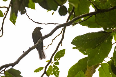 Grey-tailed Piha (Snowornis subalaris)