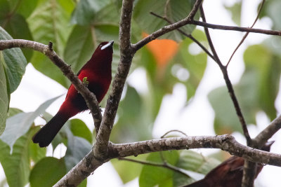 Huallaga Tanager (Ramphocelus melanogaster melanogaster)