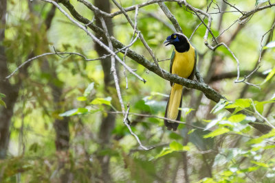 Inca Jay (Cyanocorax yncas longirostris)