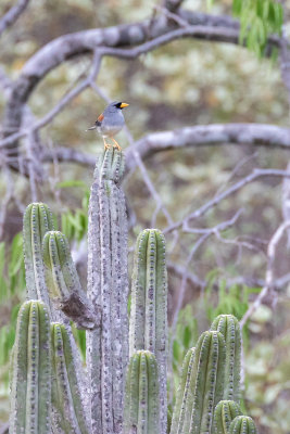 Little Inca Finch (Incaspiza watkinsi)