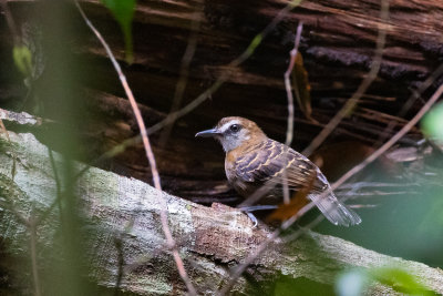 Lunulated Antbird (Oneillornis lunulatus)