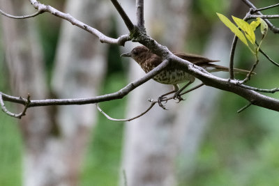 Maran Thrush (Turdus maranonicus)