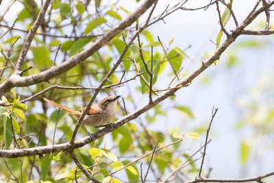 Necklaced Spinetail (Synallaxis stictothorax chinchipensis)