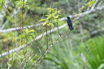 Pale-eyed Blackbird (Agelasticus xanthophthalmus)