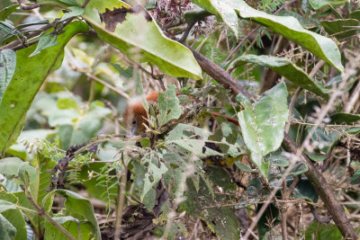 Russet-mantled Softtail (Thripophaga berlepschi)