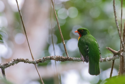 Scarlet-breasted Fruiteater (Pipreola frontalis frontalis)