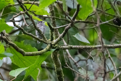 Speckle-chested Piculet (Picumnus steindachneri)