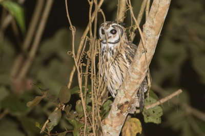 Striped Owl (Pseudoscops clamator clamator)