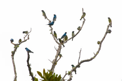 Swallow Tanager (Tersina viridis occidentalis)