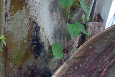 Thrush-like Wren (Campylorhynchus turdinus hypostictus)